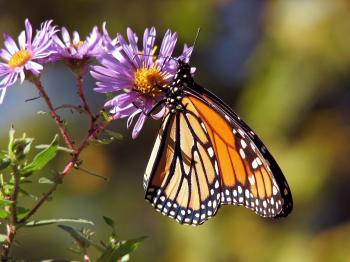 Orange and Black Polka Dot Butterfly Perch on Purple Flower during Daytime