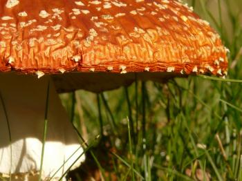 Orange and White Mushroom on Grass