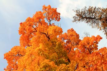 Orange Autumn Trees