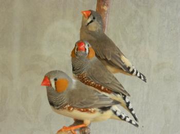 Orange Beaked Birds by Trial-By-Combat on DeviantArt