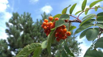 Closeup of orange Rowan berries or Mountain Ash tree with ripe ...