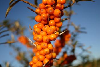 Orange berries closeup