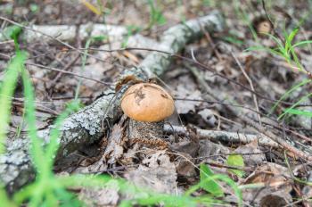 Orange Birch Mushroom