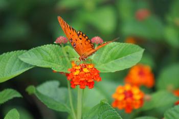 Orange butterfly and flowers