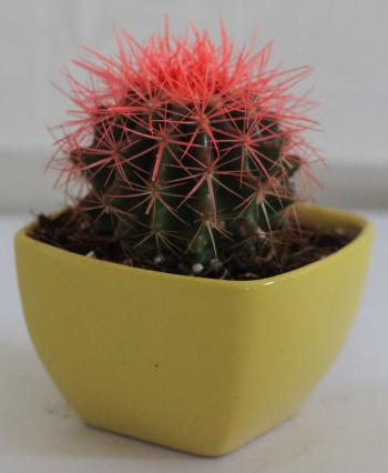 Buy Echinocactus grusonii Painted Non-Grafted Pink-Orange Cactus ...
