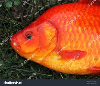 Large Crucian Carp Goldfish Caught By Stock Photo (Royalty Free ...