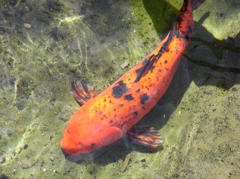Orange carp