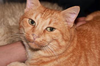 Orange Cat Diversion! : evercats