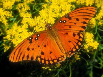 Orange Butterfly on Yellow Flowers - Wallpaper #33563