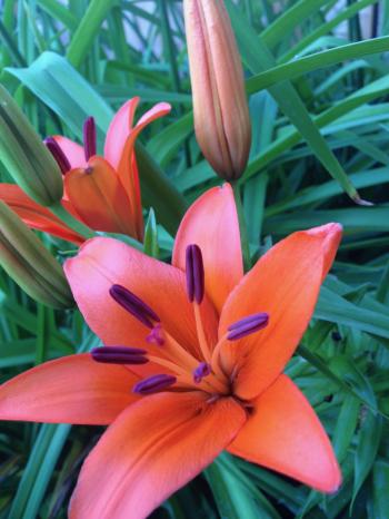 A Wow-worthy List of 20 Orange Flower With Names, Facts, And Pictures