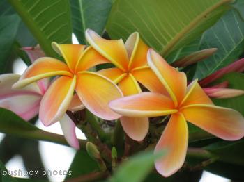 Orange Flowers – bushboys world