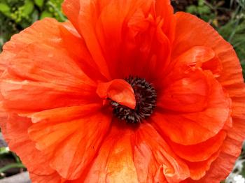Orange poppy glory - Happy Sleepy