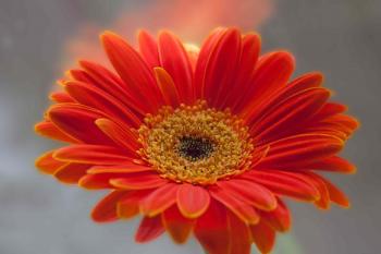 Orange Gerbera Daisies | Fables and Flora
