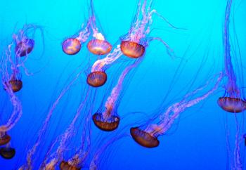 Orange jellyfish in blue water
