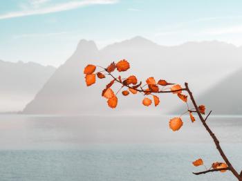 Orange Leaf Plant Near Sea and Mountains at Daytime