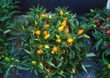 Orange Pepper Plants
