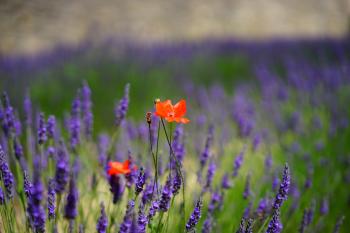 Orange Petal Flowers With Purple Grass during Daytime