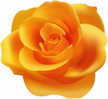 Orange Rose PNG Clip Art | Gallery Yopriceville - High-Quality ...