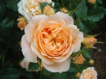 Orange rose close-up