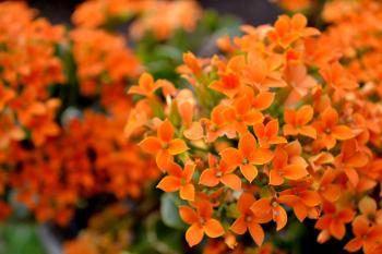 Orange Spring Flowers