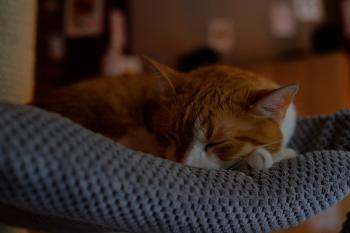 Orange Tabby Cat Sleeping on Gray Textile