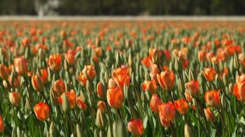 Orange tulips swaying in the wind on a bulb field in Holland. Stock ...