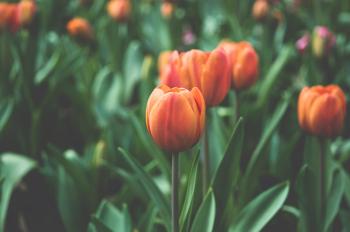 5 Tips for Planting Tulips in Colorado - Culture Garden Market