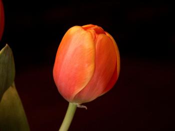 Orange Tulip Flower Tilted orange tulip. | Flower | Pinterest