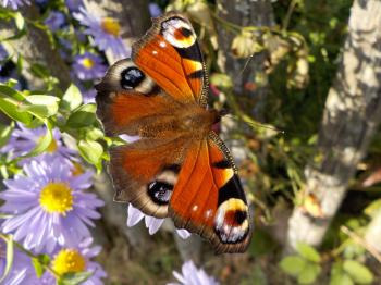 Orange White and Black Butterfly Perched on Flower