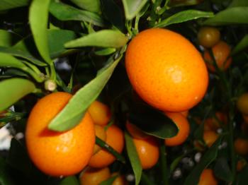 Oranges of Cape Town