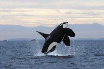 Orca Killed by Satellite Tag Leads to Criticism of Science Practices