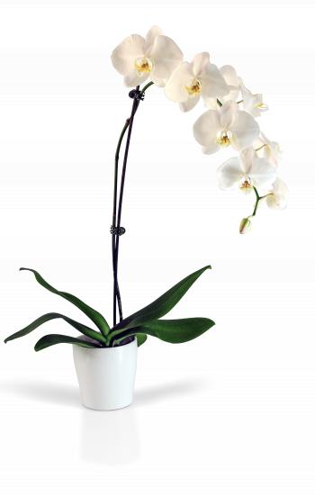 Potted Phaleanopsis Orchid - Blooms of Bowral