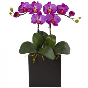 Orchid – Broadview Flower Market