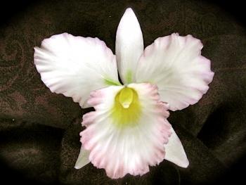 Cattleya Orchid II – Sunflower Sugar Art