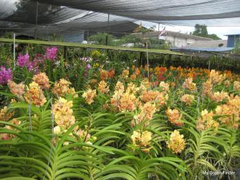 MY GREEN FINDER | Plant Vendors: Wong Tai Hoon Orchid & Nursery