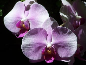 Orchid Perfection