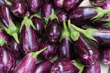 Free stock photo of aubergine, background, color