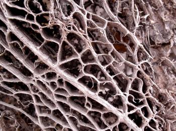Organic Texture Photoshop Contest (15582), Pictures Page 1 - Pxleyes.com