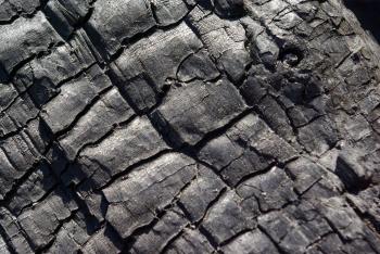 Texture – Photo Scout | Designer Feline