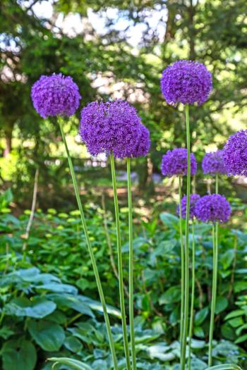 Giant Ornamental Onion always brings smiles. http ...