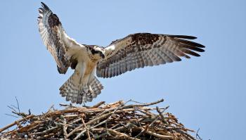 Osprey | Audubon Field Guide