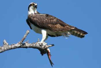 Osprey, Pandion haliaetus