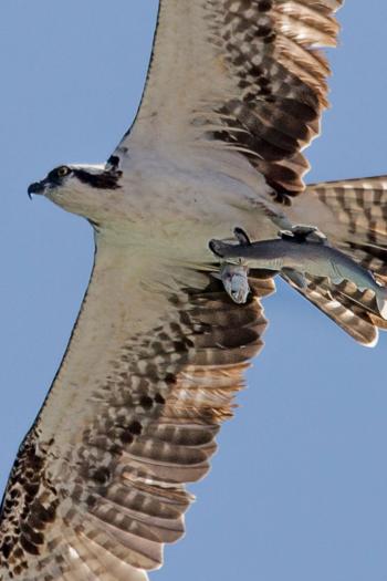 Osprey Carries Shark Carrying Fish – Garden & Gun