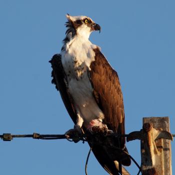 Osprey on Wire
