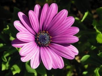 Osteospermum - Wikipedia