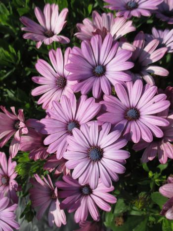 African Daisies (Osteospermum) - Rotary Botanical Gardens