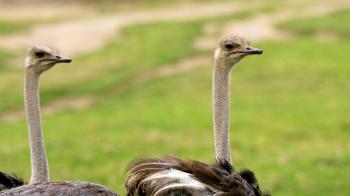 Ostrich | San Diego Zoo Animals & Plants