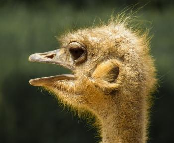 Ostrich Closeup