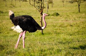 Ostrich on Green Grass Field