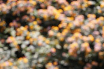 Out of focus flowers